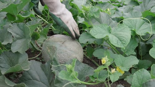 Gardener Checks On Cantaloupe Fruit Before Harvesting In The Garden. close up