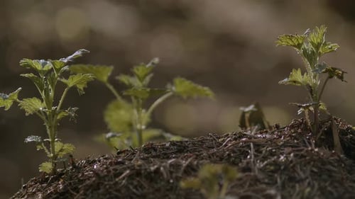 Ameisenkolonie kriecht und kriecht am Boden entlang, Nahaufnahme, tief