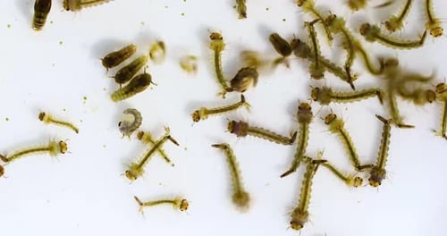Macro video of mosquito larvae and other larvae