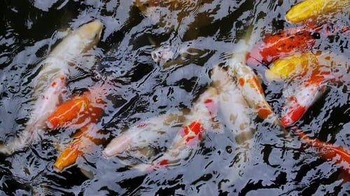 Goldene und weiße Karpfen schwimmen in Zeitlupe im Wasser