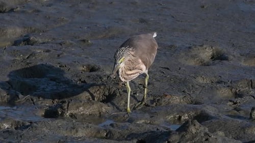 One of the Pond Herons found in Thailand which display different plumages according to season; readi