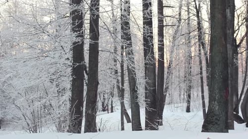 Bosque de invierno y sol. Escena nevada en el bosque con puesta de sol
y