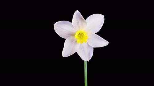 Lapso de tiempo de la apertura de la flor del narciso blanco
