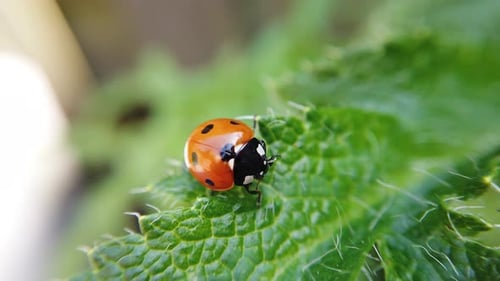 view of a ladybug cleaning itself on a green plant.