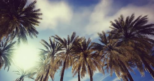 Tropical Palm Trees Swaying Gently Under a Bright Sunny Sky