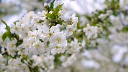 Blooming Spring Trees Against the Sky