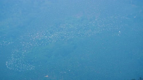 Flock of White Birds Flying Over Tropical Trees