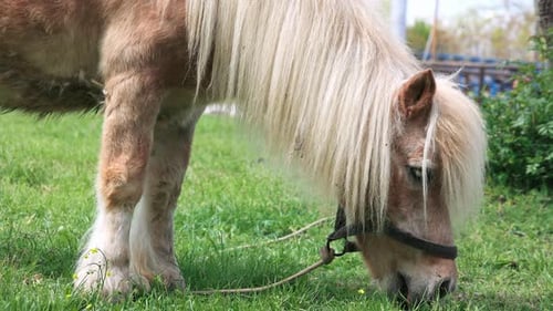 Primer plano de un poni con una melena blanca que pasta en un prado con hierba brillante