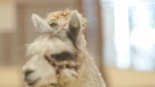 Gentle Alpaca Pair Staring in Open Enclosure