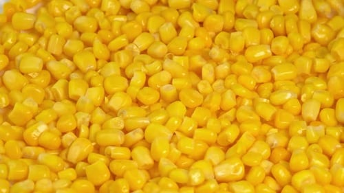 Sweet corn kernels macro rotate like a background. Ingredient for mexican salad filled