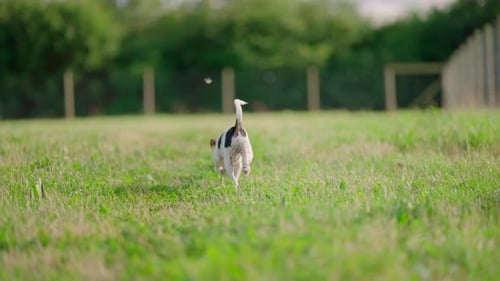 Puppy dog looking around in green park field on a sunny day