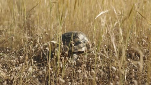 Eine Schildkröte bahnt sich an einem sonnigen Tag ihren Weg durch trockenes Gras.