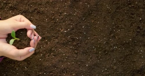 Close Up of Mother's Hands Putting in Kid's Hands Little Green Sprout with Soil