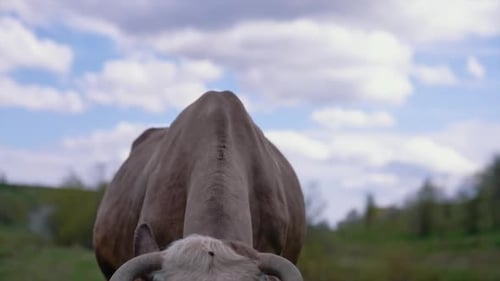Cow Grazing Peacefully in Lush Green Pasture