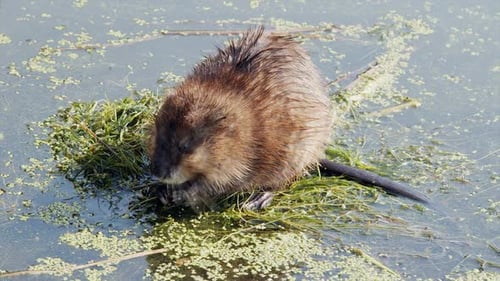 Die entzückende flauschige Bisamratte frisst Pflanzen an der sonnigen Teichoberfläche, Nahaufnahme