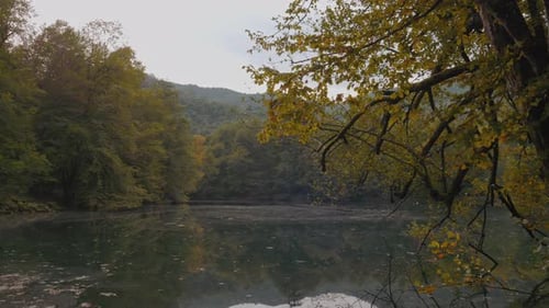 Forest and Lake - 4K