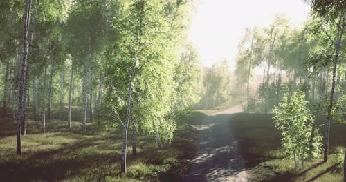 Lush Green Forest Path Inviting Exploration on a Sunlit Morning