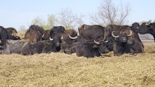 Panorama of herd of Water Buffaloes in meadow at nature reserve on river background, Slow motion