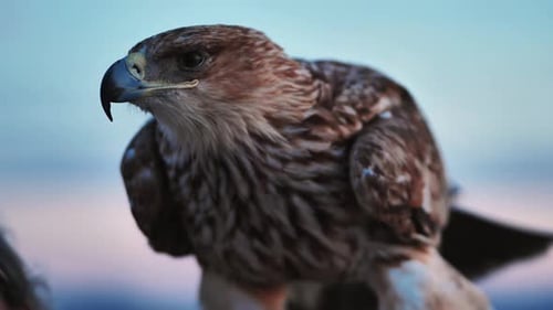 Close Up of an Eagle with Black Sea and Crimean Coast in Background Showcasing Wildlife Beauty