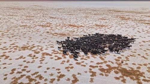 Herd of Goats on the Move 4k