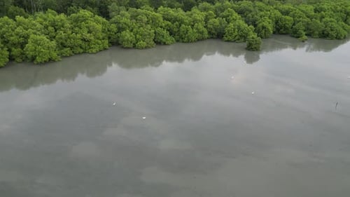 Aerial view egret bird search food at swamp area