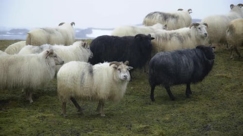 Icelandic Sheep