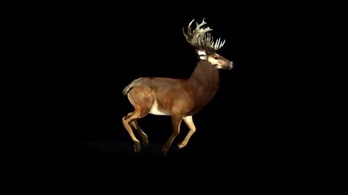Deer Run