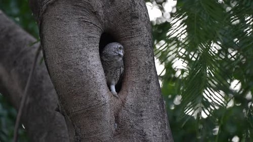 Spotted owlet stand in hollow of a tree and look around in the forest with evening light