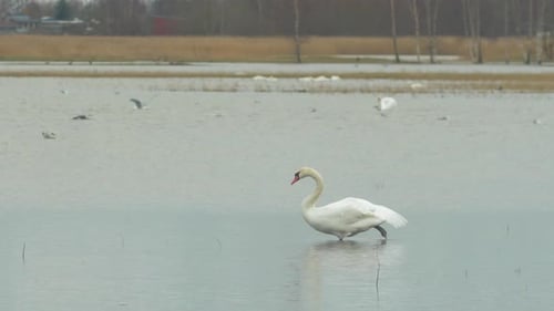 Cisne branco mudo (Cygnus olor) esticando a perna na água rasa do lago em um dia nublado, foto média de