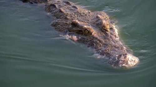 Head of Crocodile Swims in the Green Marshy Water Muddy Swampy River Thailand Asia