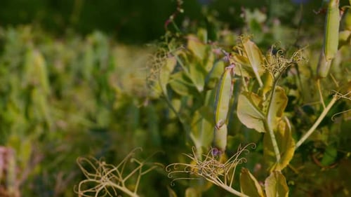Pods of Ripening Green Peas Closeup