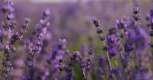 Beautiful blooming lavender flowers growing in field, closeup