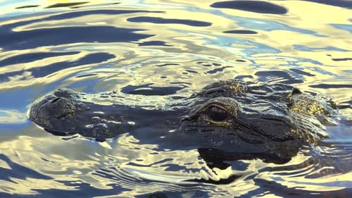 Großer Alligator schwimmt langsam im trüben Flusswasser im natürlichen Lebensraum im Süden der USA