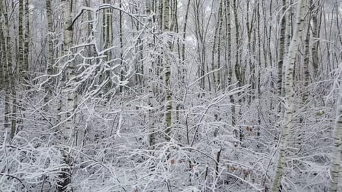 Snow Covered Birch Tree Forest in Winter