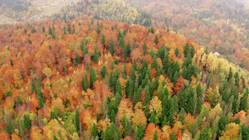 Aerial View of Inspirational Deep Forests with Huge Expanse of Autumn Foliage