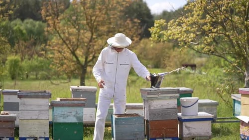 Beekeeper Tending to Honey Bee Hives on Farm
