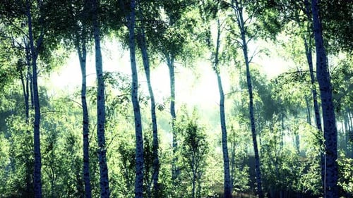 White Birch Grove in Spring