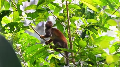Young squirrel monkey climbing joyfully through the thick leafy forest on a sunny day.