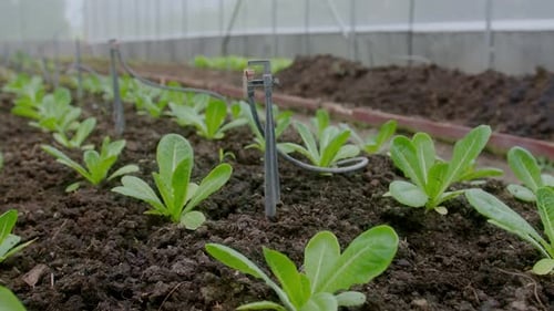 Gemüsepflanzen im Gewächshaus