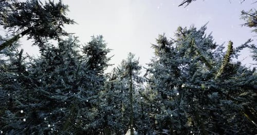 Snowfall Creating a Serene Winter Wonderland in a Dense Forest