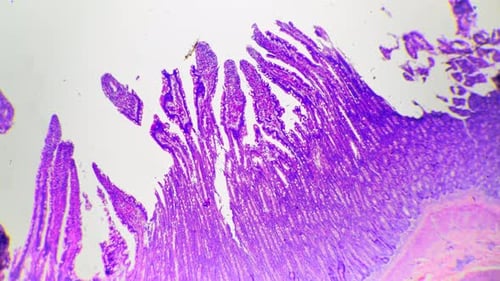Simple Columna Epithelium of Life Being Filmed in Section Under Microscope 40x on Bright Field