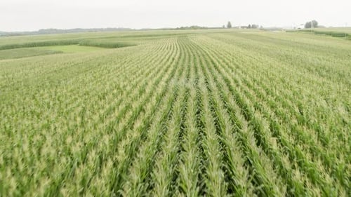Aerial flying over rows of corn field in agricultural farm. Overcast day