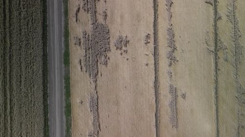Wheat field aerial view in Ukraine