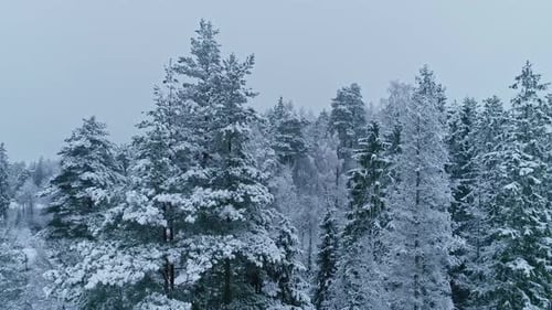 Tilt up shot of snow covered coniferous tree forest on a cloudy day.
