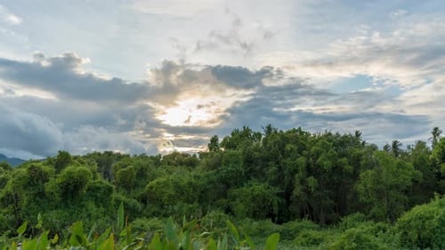 Wide Angle View of Tropical Forest with Vibrant Vegetation beneath Cloudy Sunset Sky with Glowing