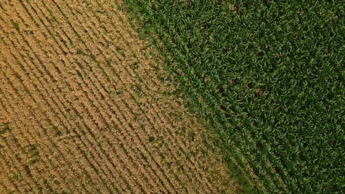 Aerial shot of a corn and wheat field