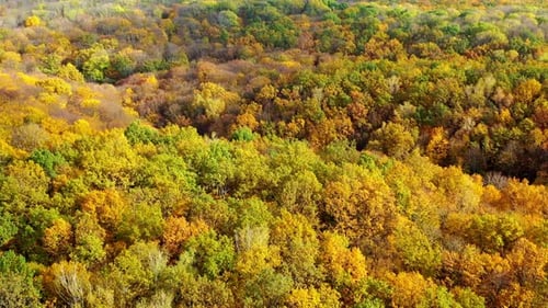 Aerial View of Colorful Autumn Forest