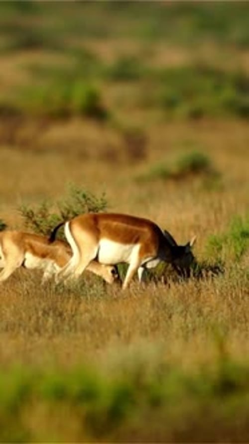 Vertical View Of Gazelle, Wildlife in Deep Forest