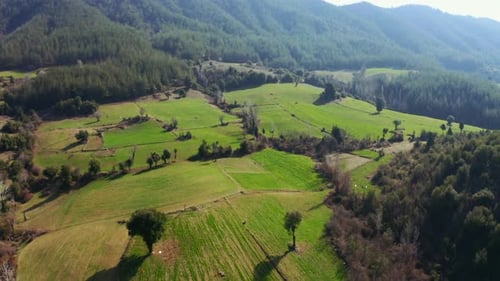 Luftbild des grünen Plateaus. Ländliche Landschaft. Hohe Bäume, die das Plateau umgeben und für Ruhe stehen
