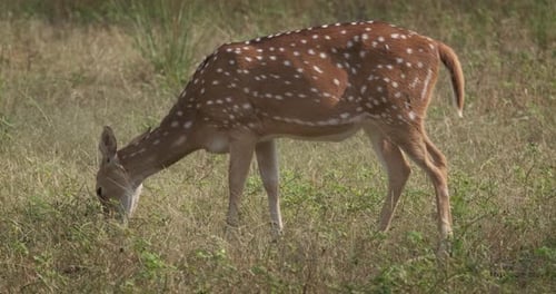Beautiful Female Chital Spotted Deer Grazing in Ranthambore National Park Rajasthan India